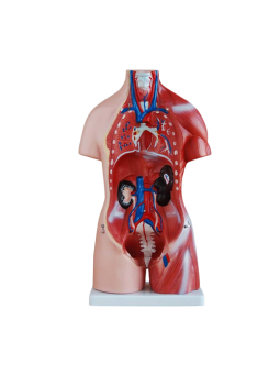 UNISEX TORSO MODEL